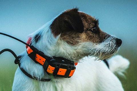 Collier GPS chien tacker chasse