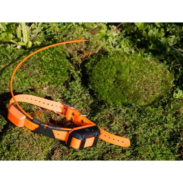 collier chien de chasse gps